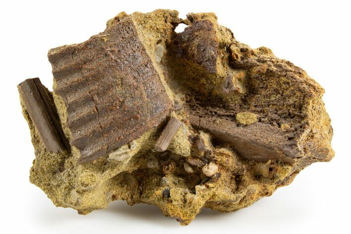 Hadrosaur Tendons, Jaw Section, and Bones in Sandstone - Wyoming #303307